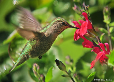 Anna's Hummingbird f.