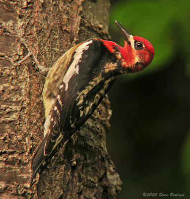 Red-breasted Sapsucker