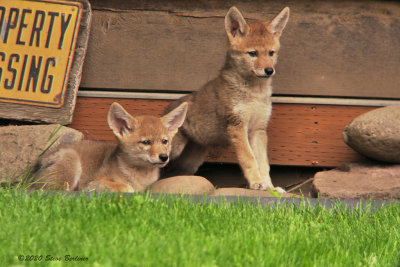 Ruff & Reddy Coyote pups