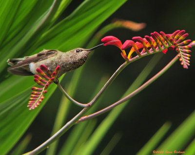 Hummingbirds gallery