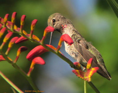Anna's Hummingbird at Lucifer flower