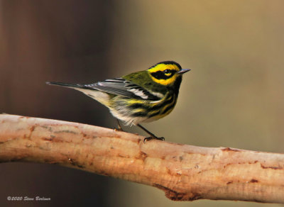 Townsend's Warbler