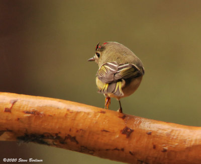 R-c Kinglet 1-2-21 IMG_0545web.jpg