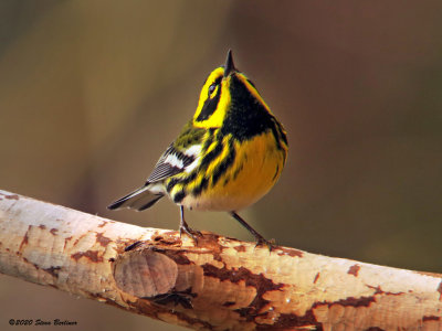 Townsend's Warbler