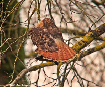 Red-tailed Hawk