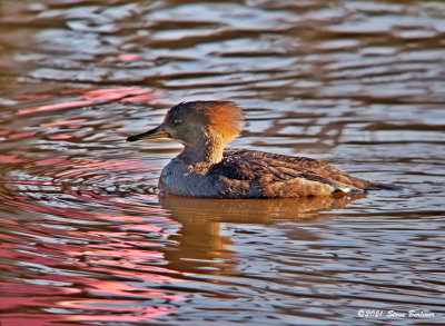 Hooded Merganser & reflection