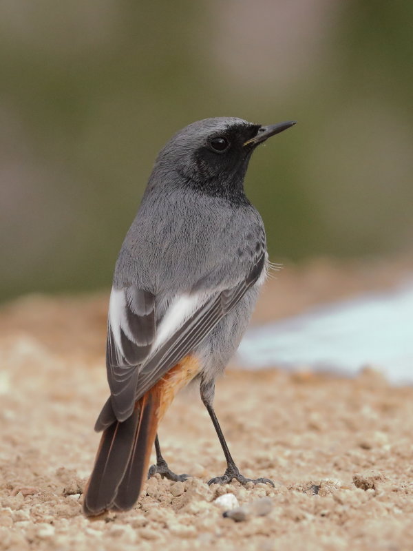 Black Redstart      Spain