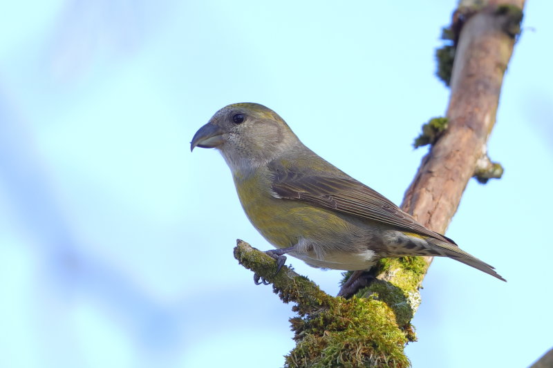 Common Crossbill    Wales
