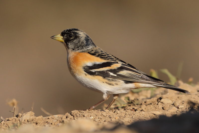 Brambling Spain
