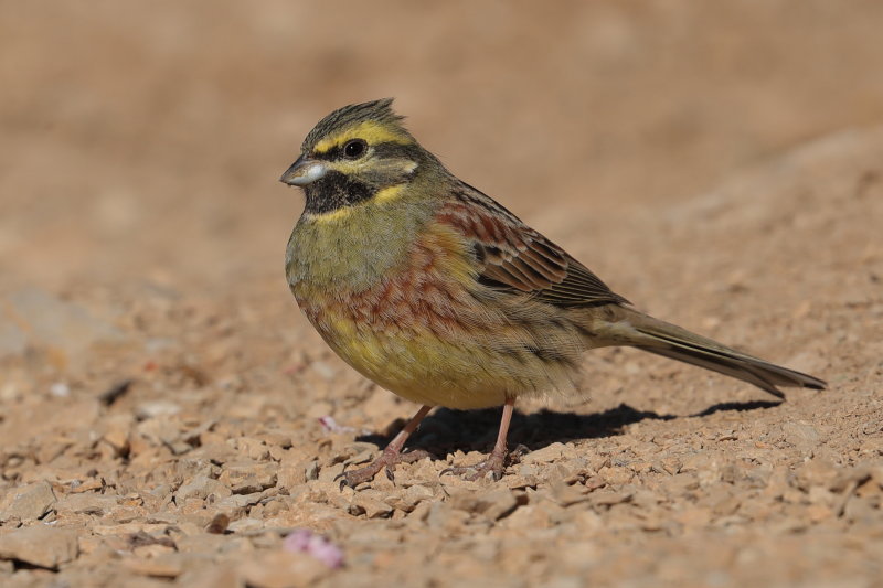 Cirl Bunting   Spain