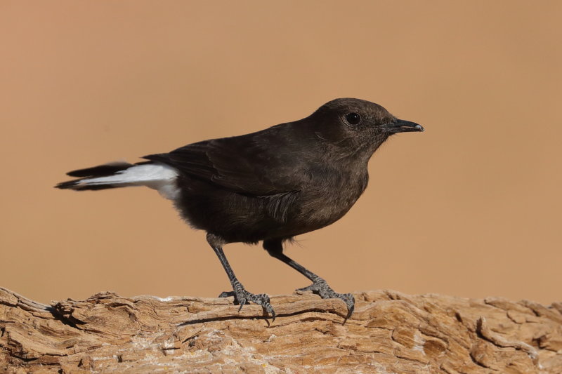 Black Wheatear   Spain