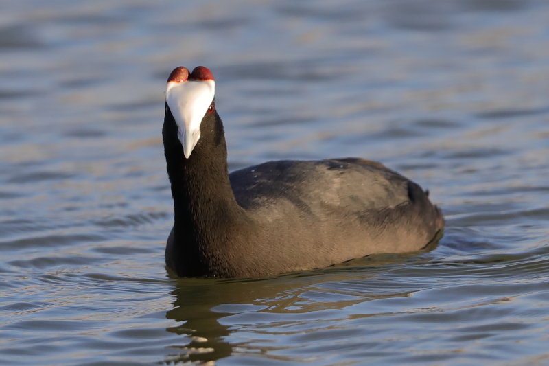 Coot,Red-knobbed 