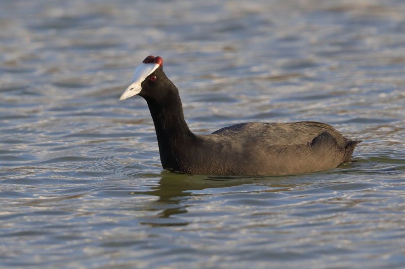 Red-knobbed Coot   Spain