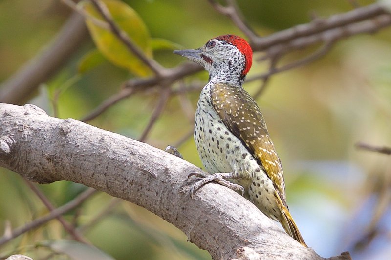 Golden-tailed Woodpecker