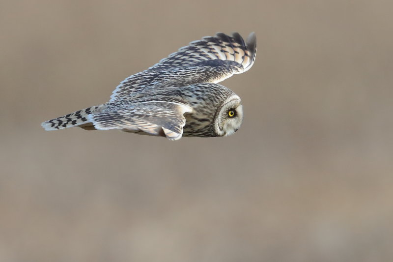 Short-eared Owl    England