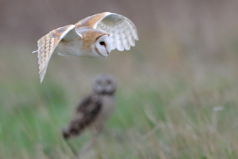 Barn Owl ( and a Short-eared Owl)   England