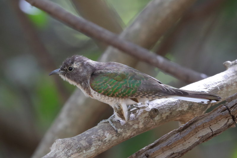 Klaas's Cuckoo  Gambia