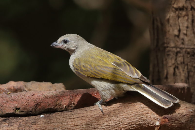 Lesser Honeyguide Gambia