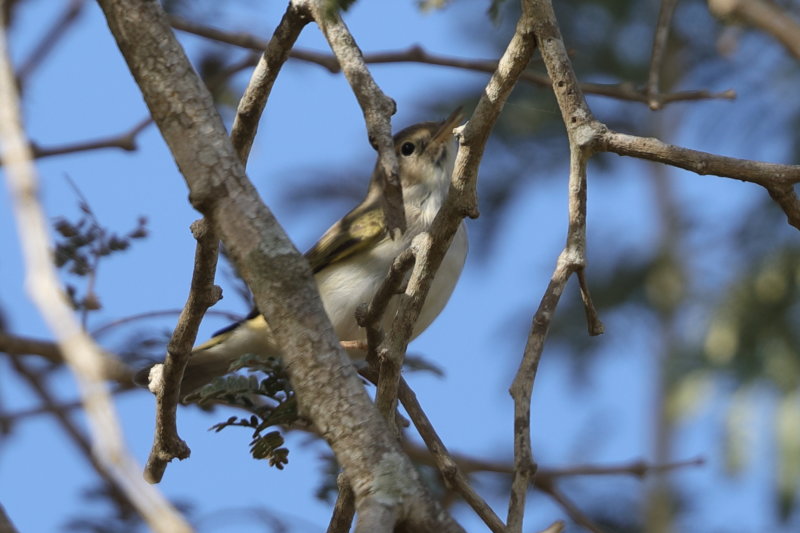 Warbler,Western Bonelli's 