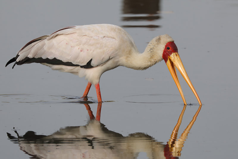 Stork,Yellow-billed 