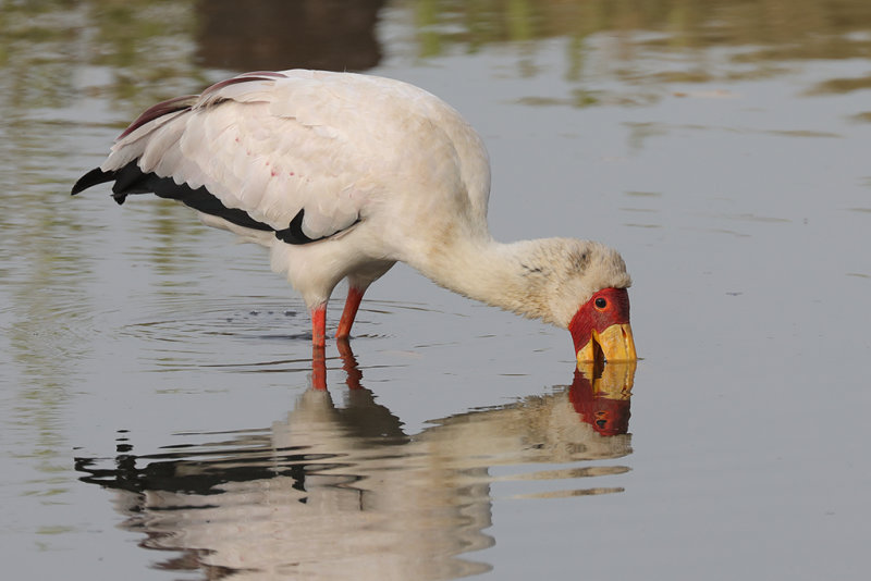 Yellow-billed Stork    Gambia