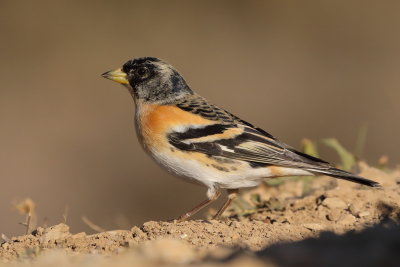 Brambling   Spain