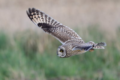 Short-eared Owl    England
