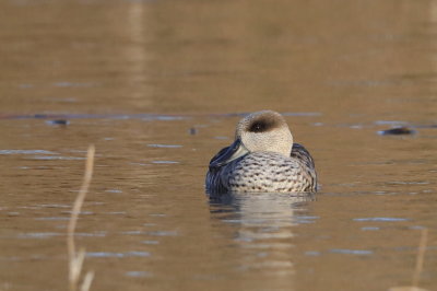 Marbled Duck    Spain