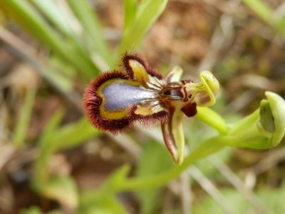 Ophrys speculum