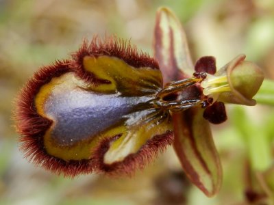 Ophrys speculum