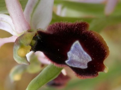 Ophrys balearica