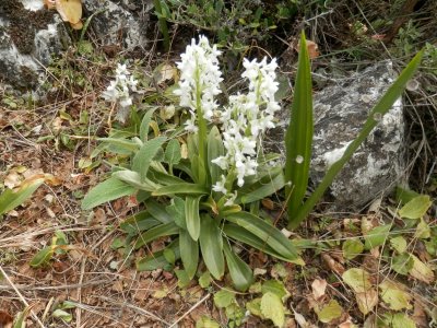 Orchis olbiensis - Kleine Mannetjesorchis