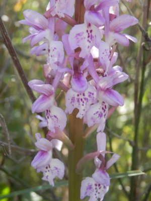 Orchis olbiensis - Kleine Mannetjesorchis