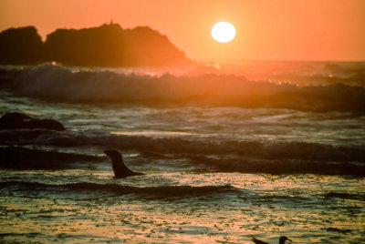 Sunset Seal