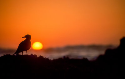 Sunset Seagull