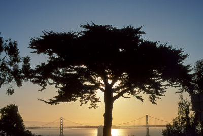Oakland Bay Bridge at dusk