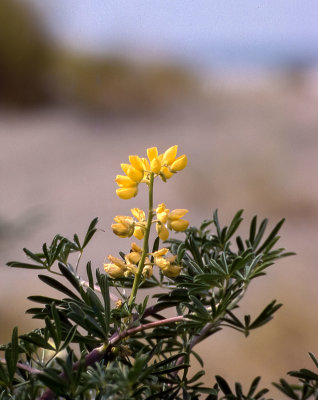 Flower or Shrub Whatever!