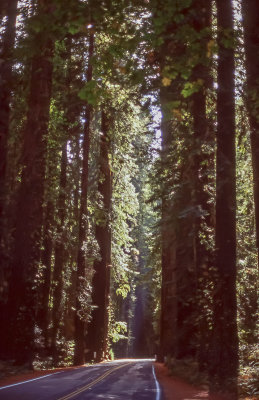 Redwoods