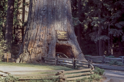 Big Redwood