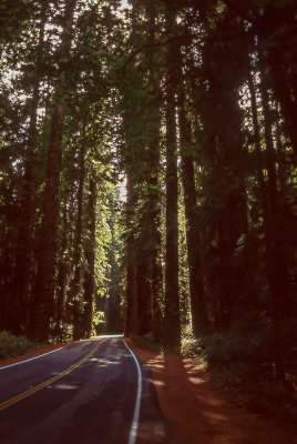 More Redwoods
