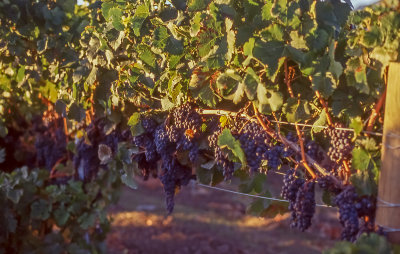 Grape Clusters
