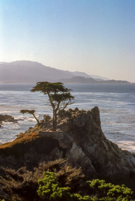 Cypress at Monterey