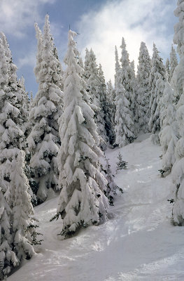 Snow covered forest