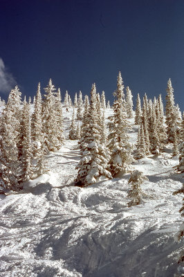 Snow covered forest