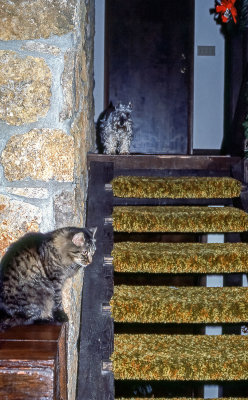 Dog and Cat standoff