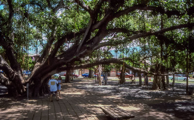 Banyan Tree in Lahaina planted in 1873
