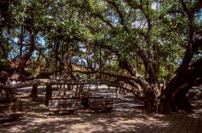 Banyan Tree