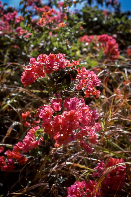 Flower or Shrub Whatever!
