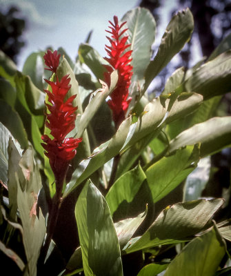 Pretty bloom