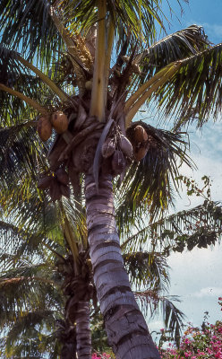 Palm Tree with coconuts